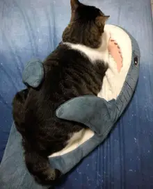 Blahaj cat